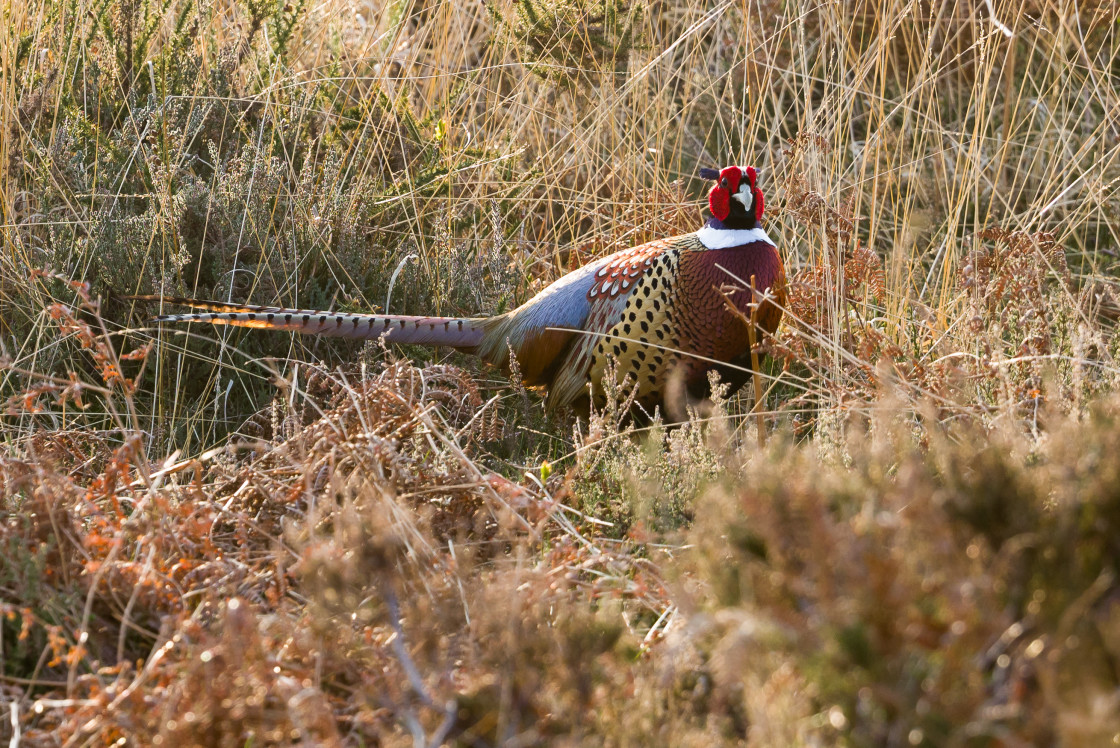 "Pheasants" stock image