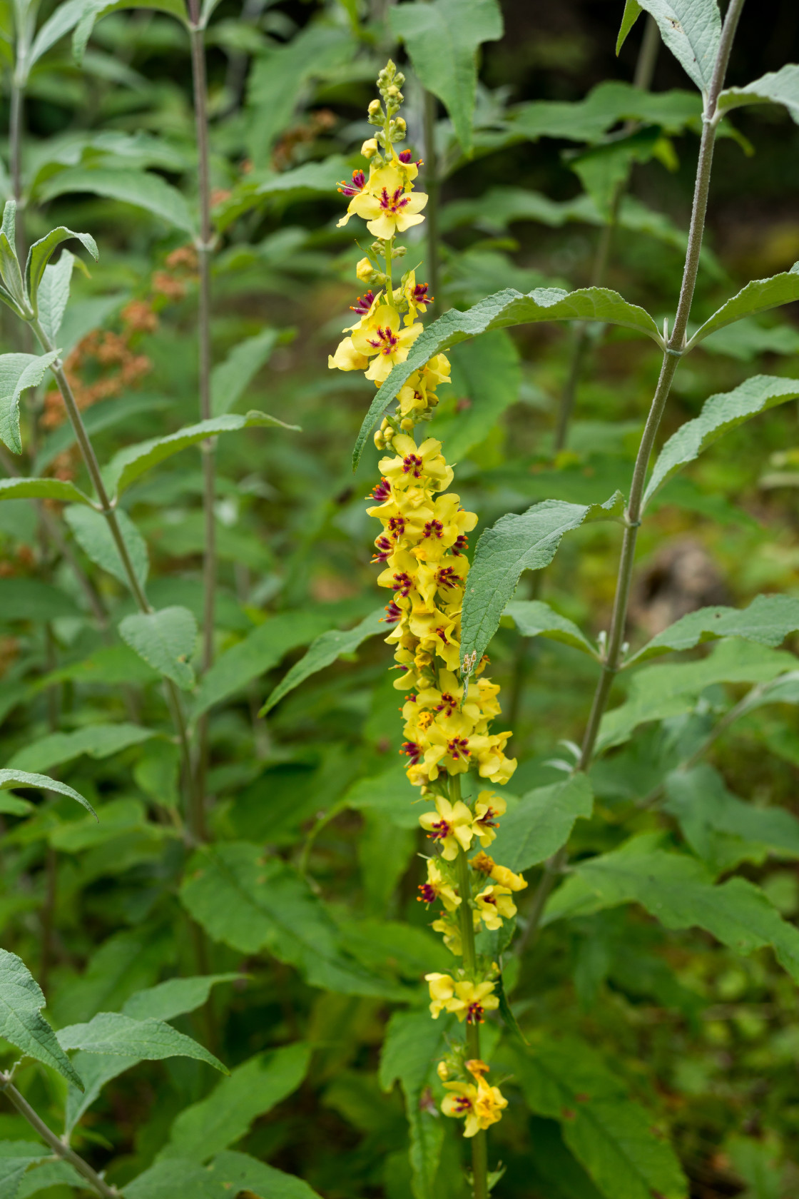 "Dark Mullein Flower" stock image