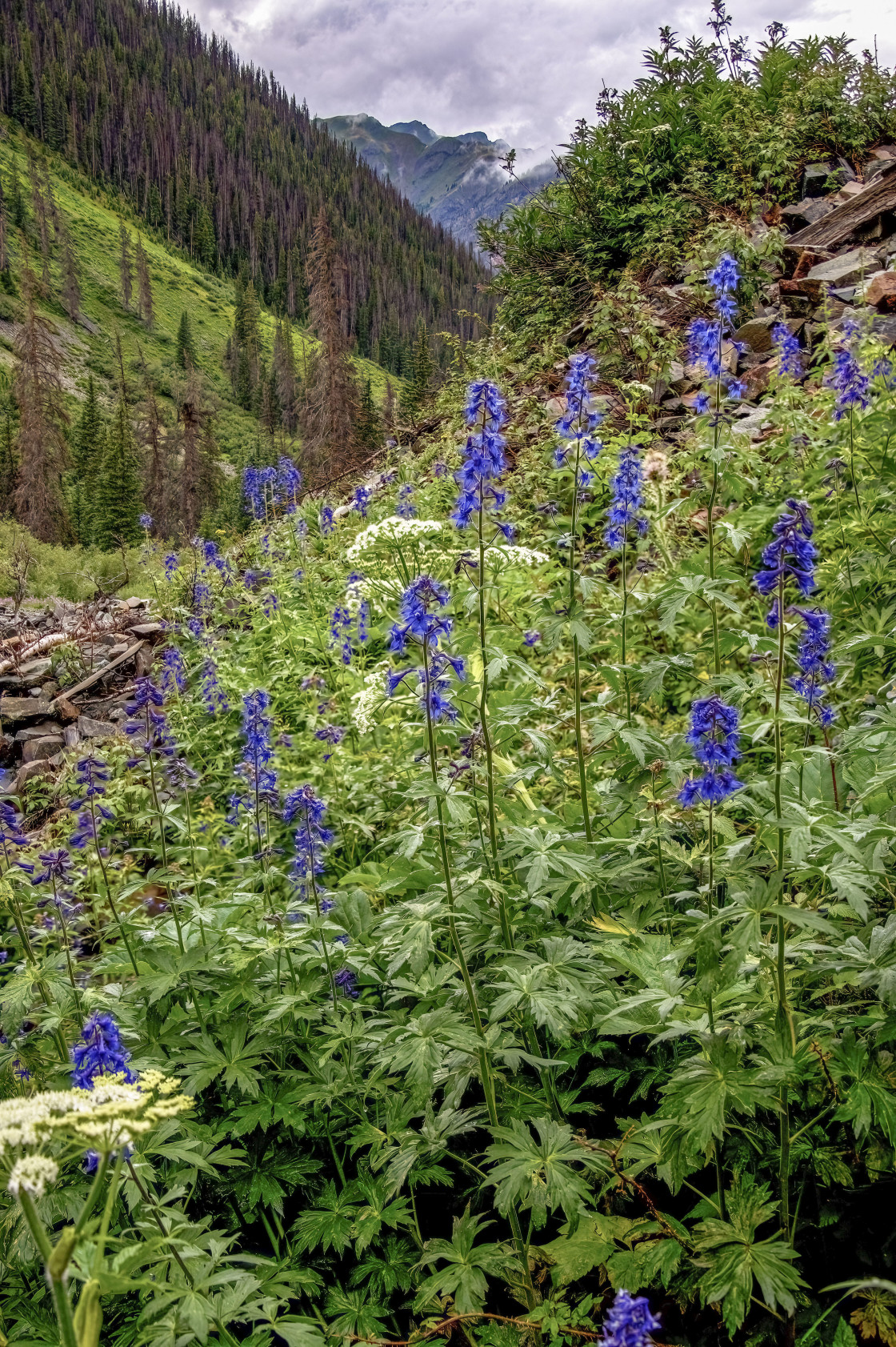 "Minnie Gulch Larkspurs" stock image