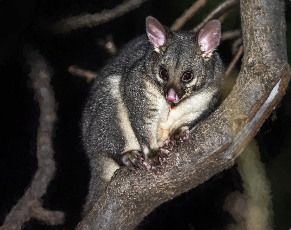 "Brush-tailed Possum#1" stock image