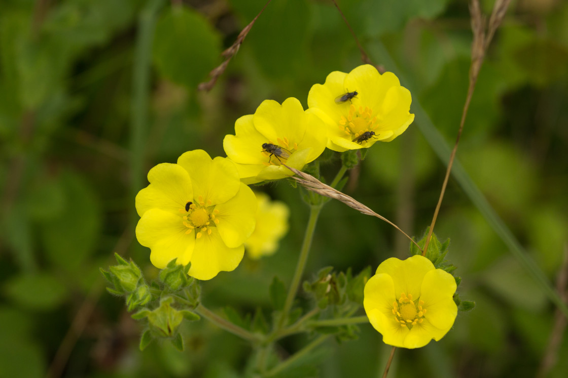 "Creeping Cinquefoil Flowers" stock image