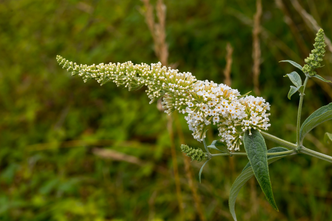 "White Buddleia Flowers" stock image