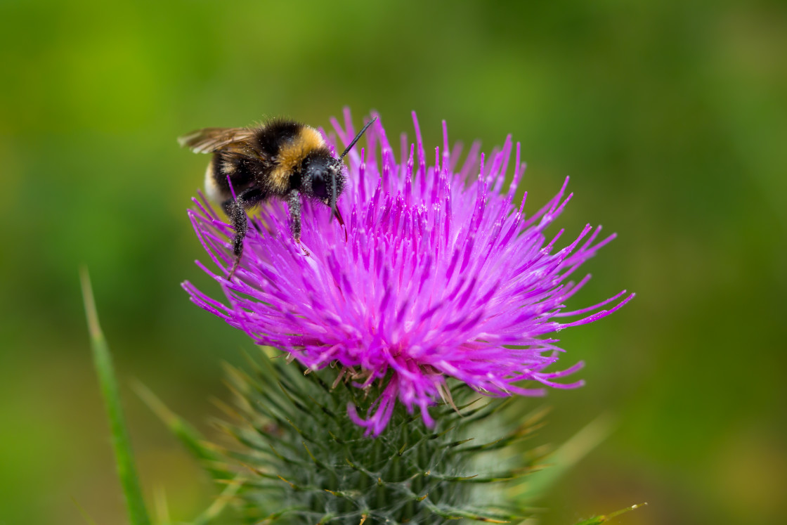 "Four Coloured Cuckoo Bee" stock image