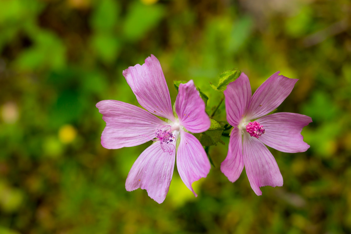 "Musk Mallow Flowers" by Gordon England - $12.55 "Musk Mallow Flowers" stock image