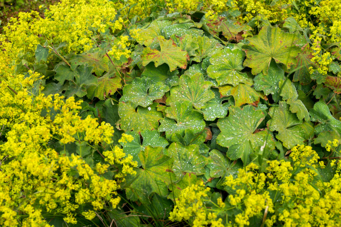 "Lady's Mantle" by Gordon England - $12.63 "Lady's Mantle" stock image