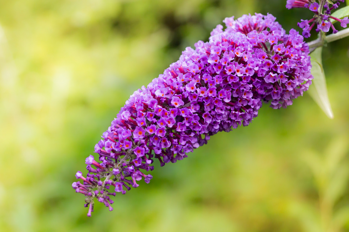 "Buddleia" stock image