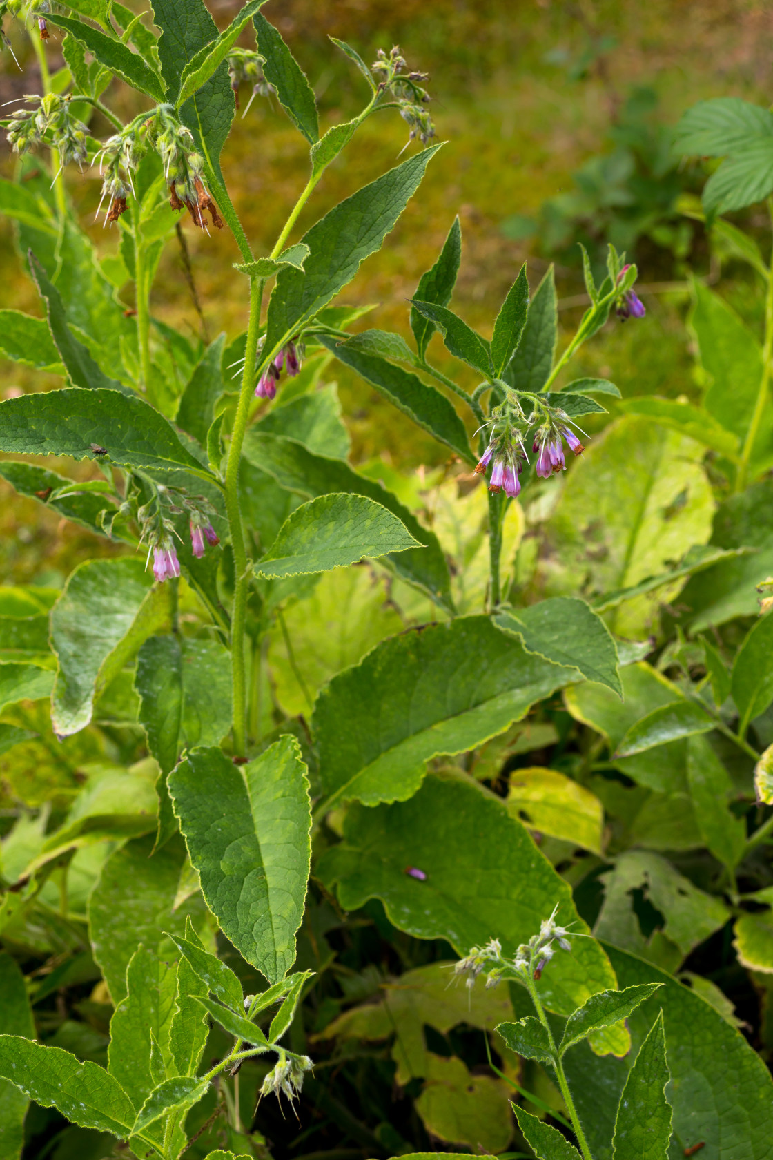 "Comfrey Plant" by Gordon England - $12.55 "Comfrey Plant" stock image