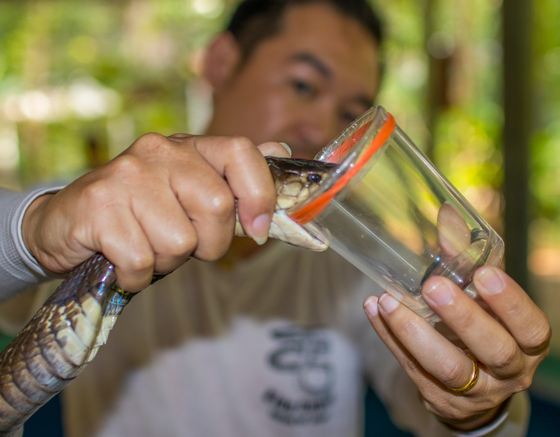 "Extracting snake venom on a farm in Chiang Mai Thailand Asia" stock image