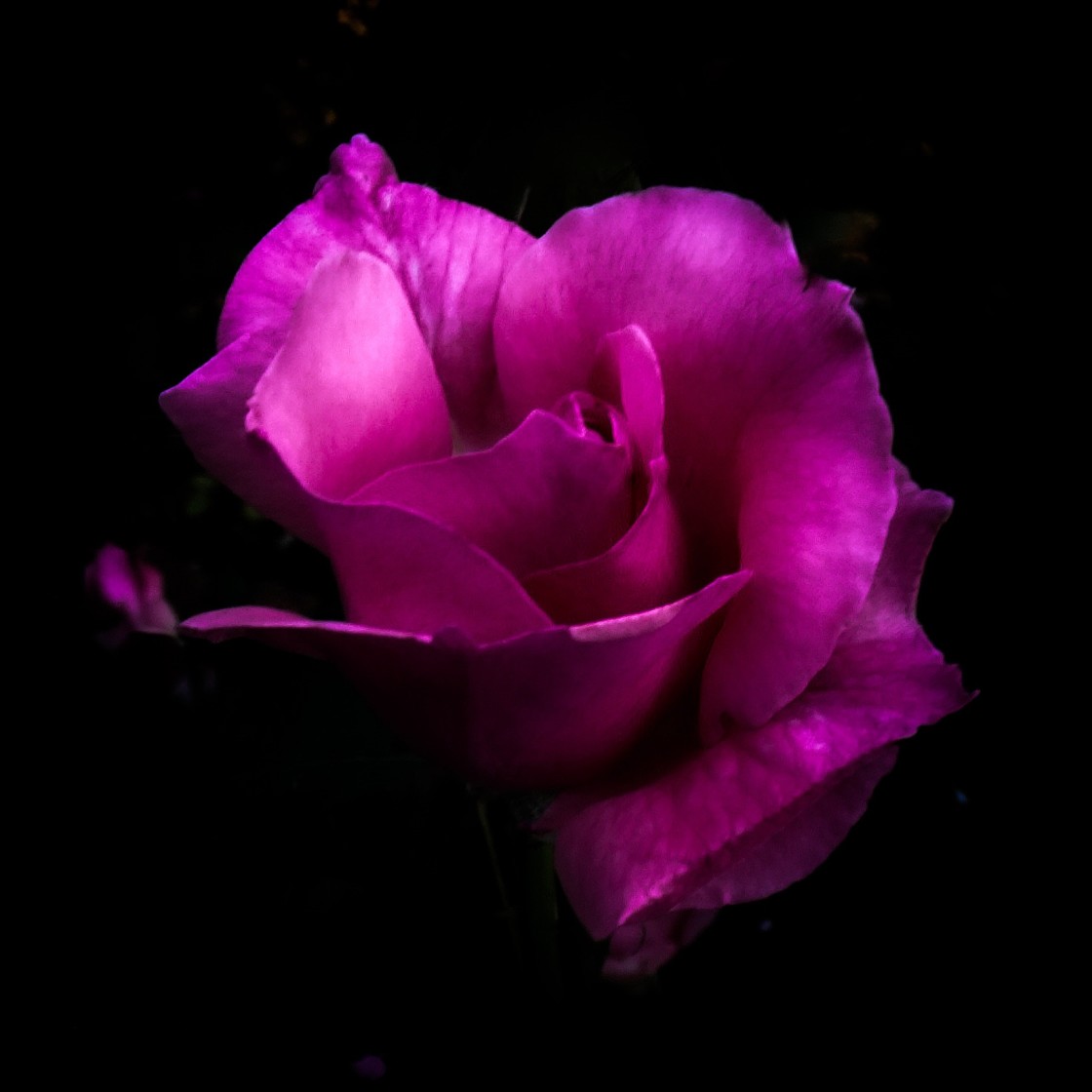 "Pink Rose" stock image