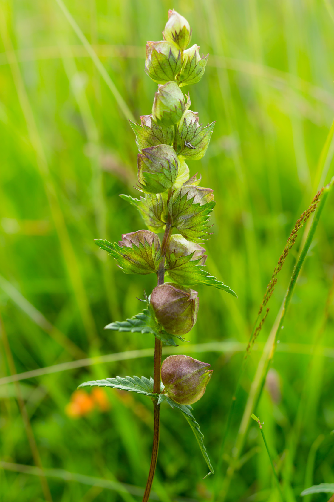 "Yellow Rattle" by Gordon England - $12.70 "Yellow Rattle" stock image