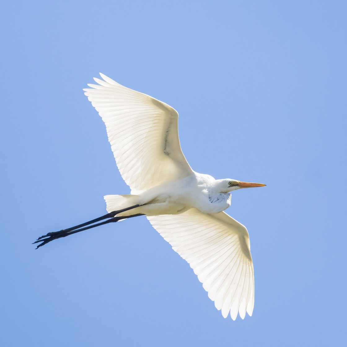 "Great Egret in Flight" stock image