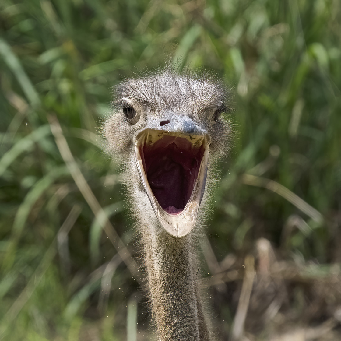 "Ostrich portrait" stock image