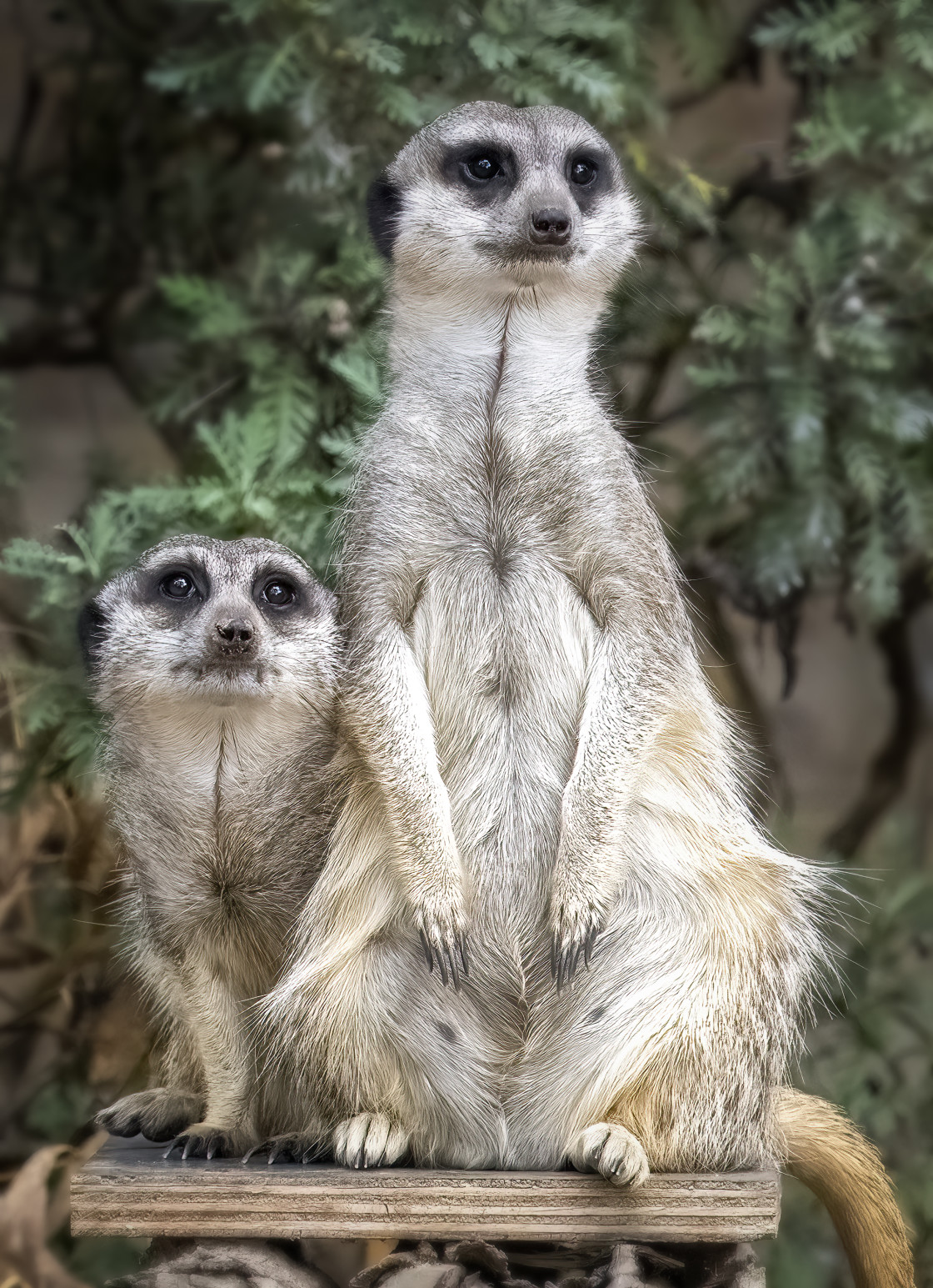 "Meerkats on the lookout" stock image