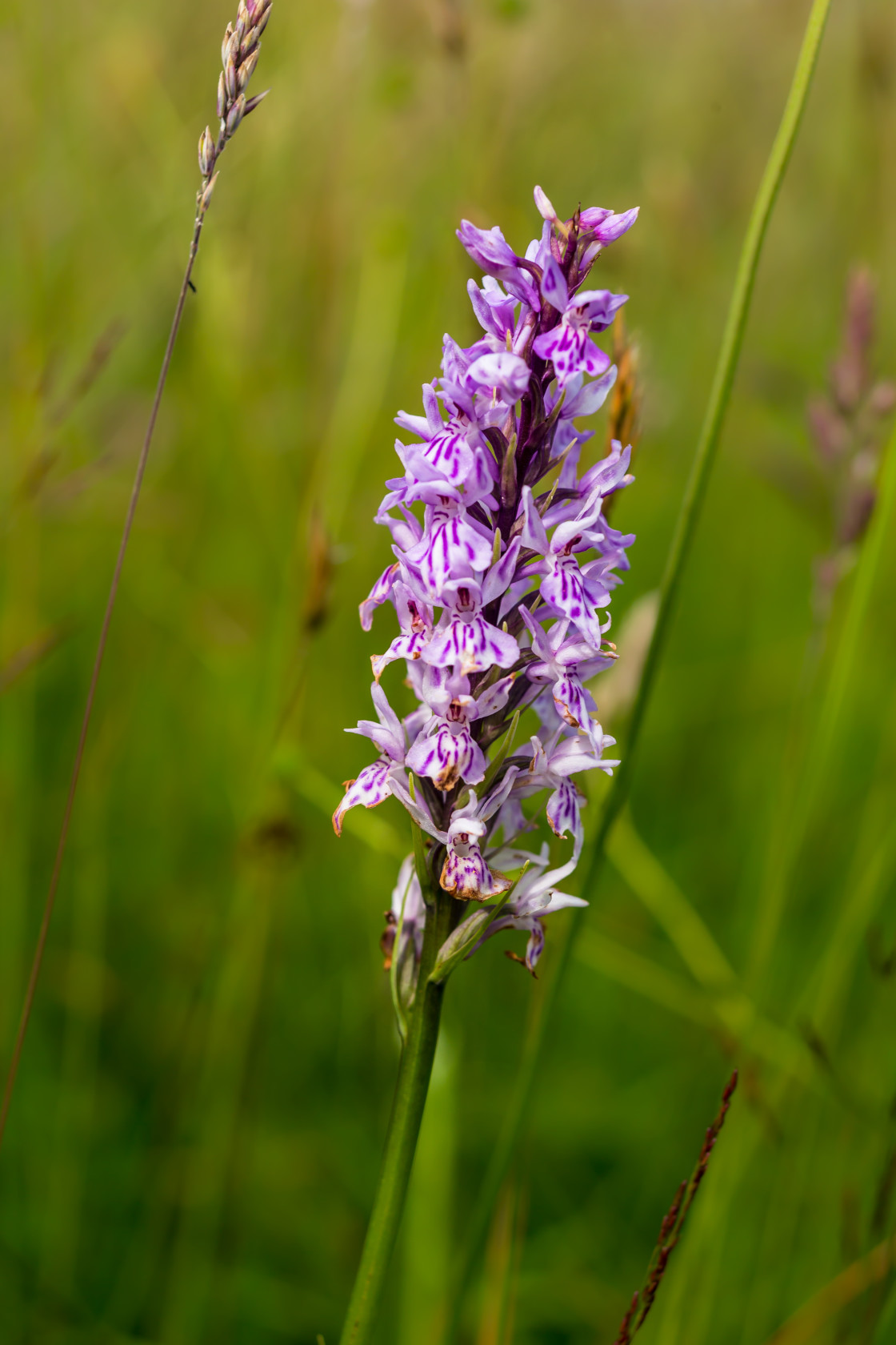 "Spotted Orchid" stock image