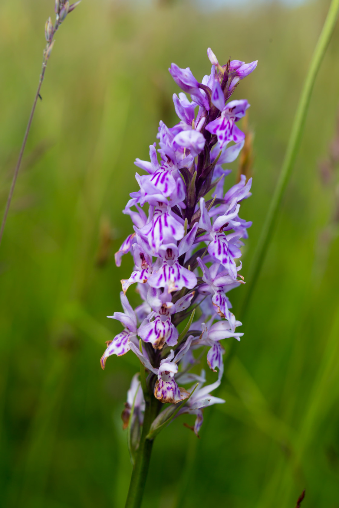 "Spotted Orchid" stock image