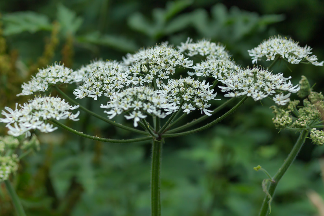 "Hogweed Flowers" by Gordon England - $12.70 "Hogweed Flowers" stock image