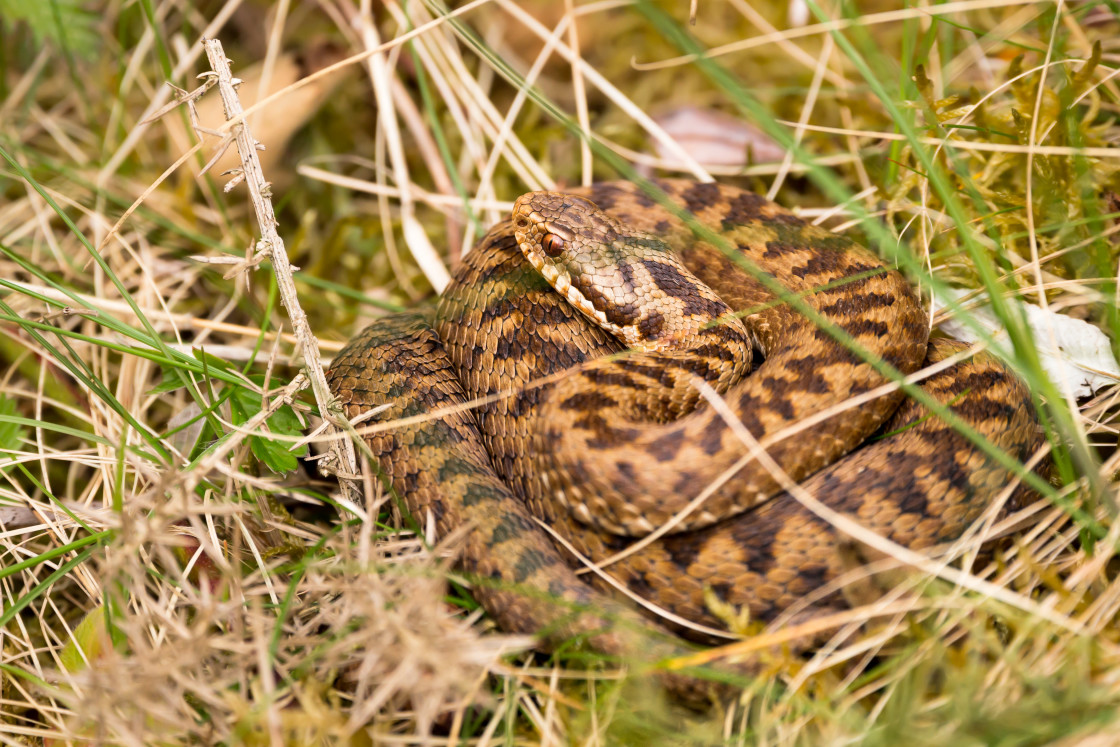 "Adder Snake" by Gordon England - $12.69 "Adder Snake" stock image