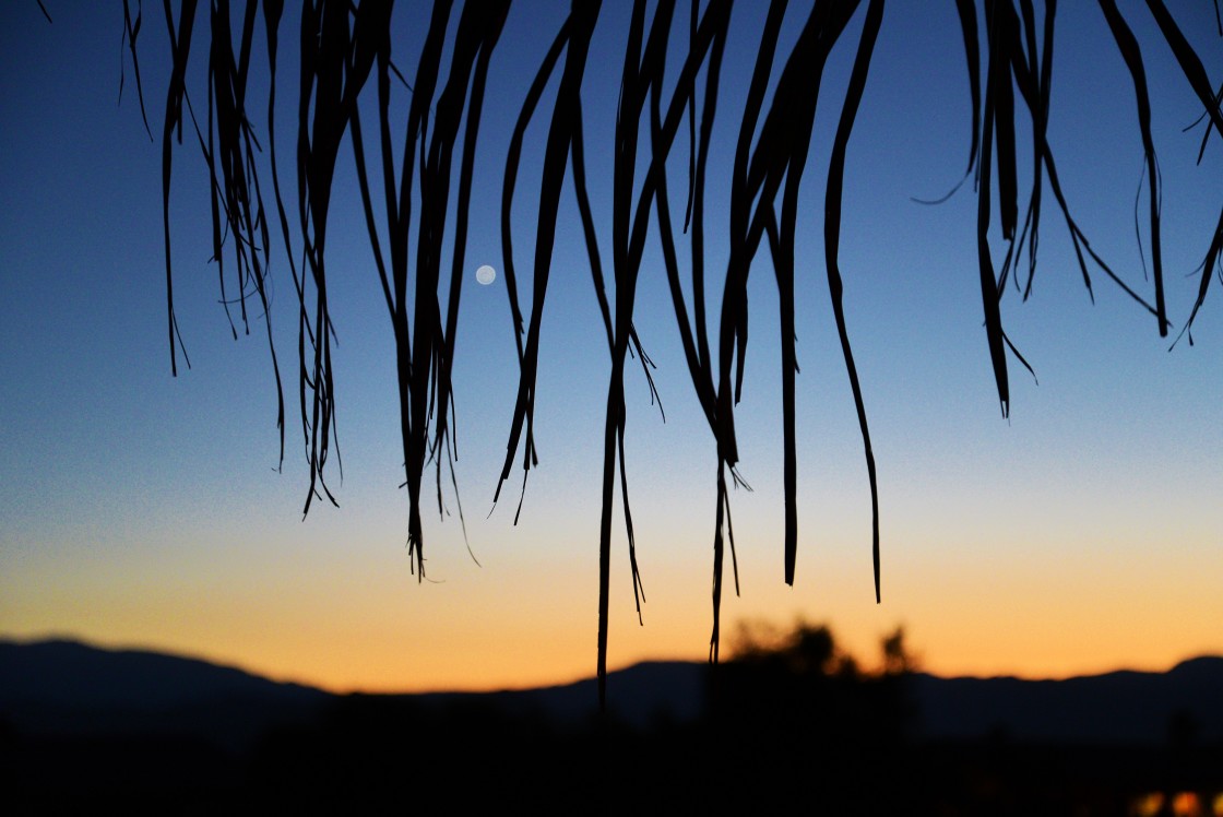 "Sunset in the desert. Looking through palm leaves, the evening star (Venus) is visible as a small out of focus dot. Palm Springs CA." stock image