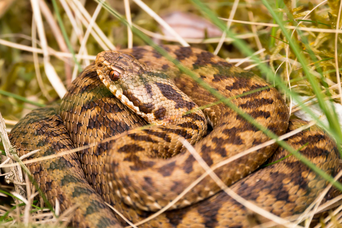 "Adder Snake" by Gordon England - $12.56 "Adder Snake" stock image
