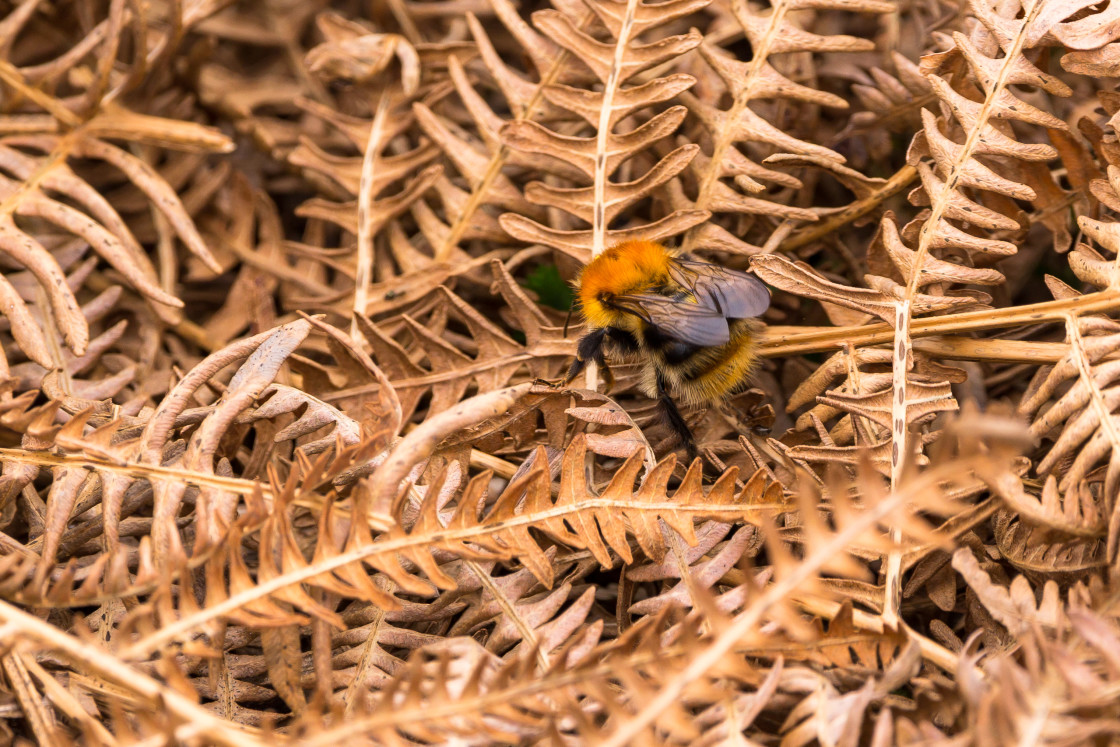 "Common Carder Bumblebee" stock image