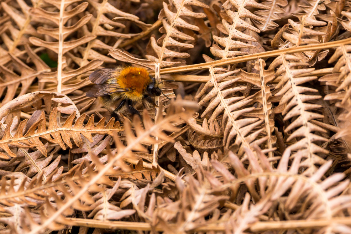 "Common Carder Bee" stock image