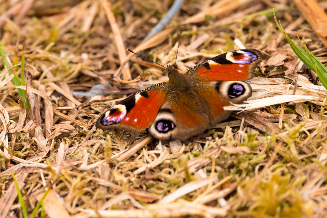 "Peacock Butterfly" by Gordon England - $12.57 "Peacock Butterfly" stock image
