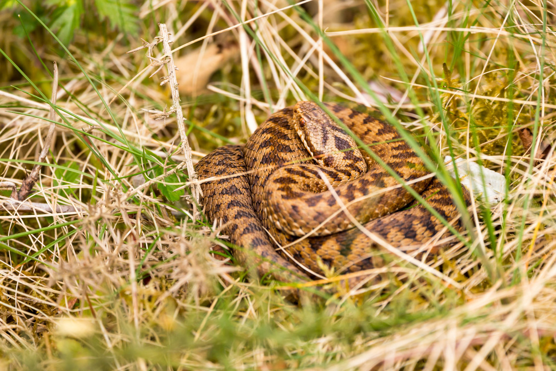 "Adder" by Gordon England - $12.56 "Adder" stock image
