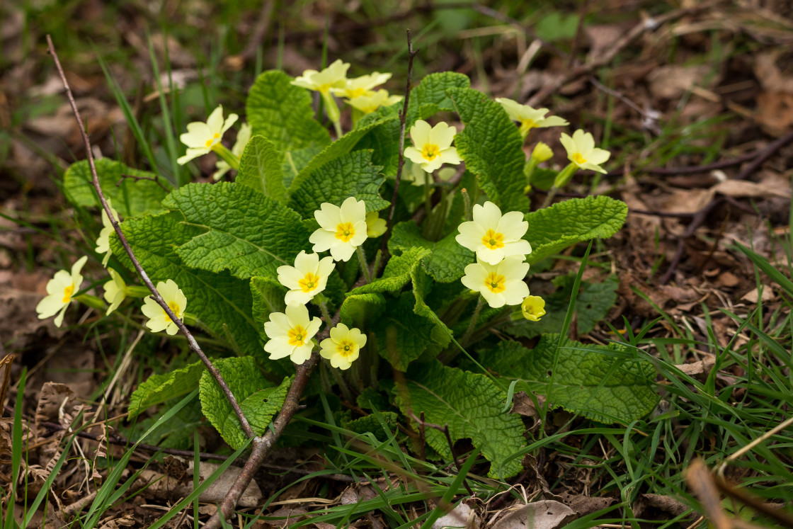 "Primrose" by Gordon England - $12.57 "Primrose" stock image