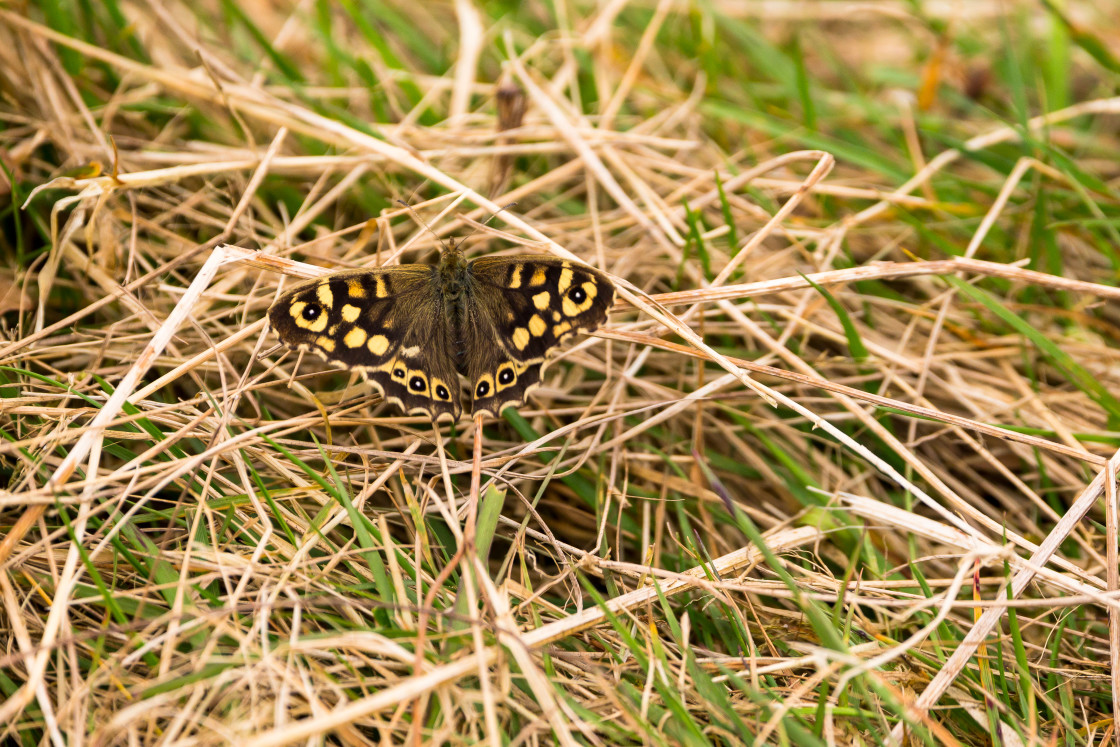 "Speckled Wood Butterfly" stock image