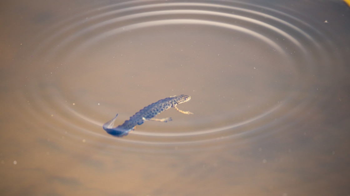 "Smooth Newt" stock image