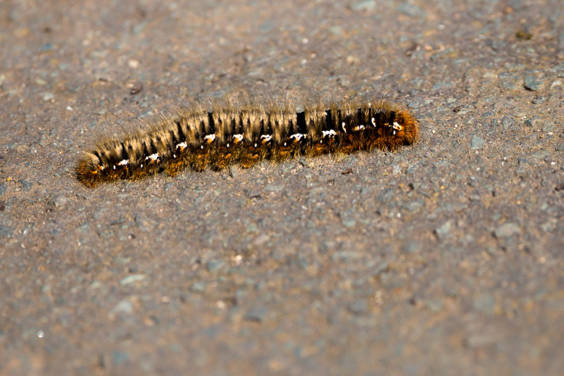 "Big Hairy Caterpillar" stock image