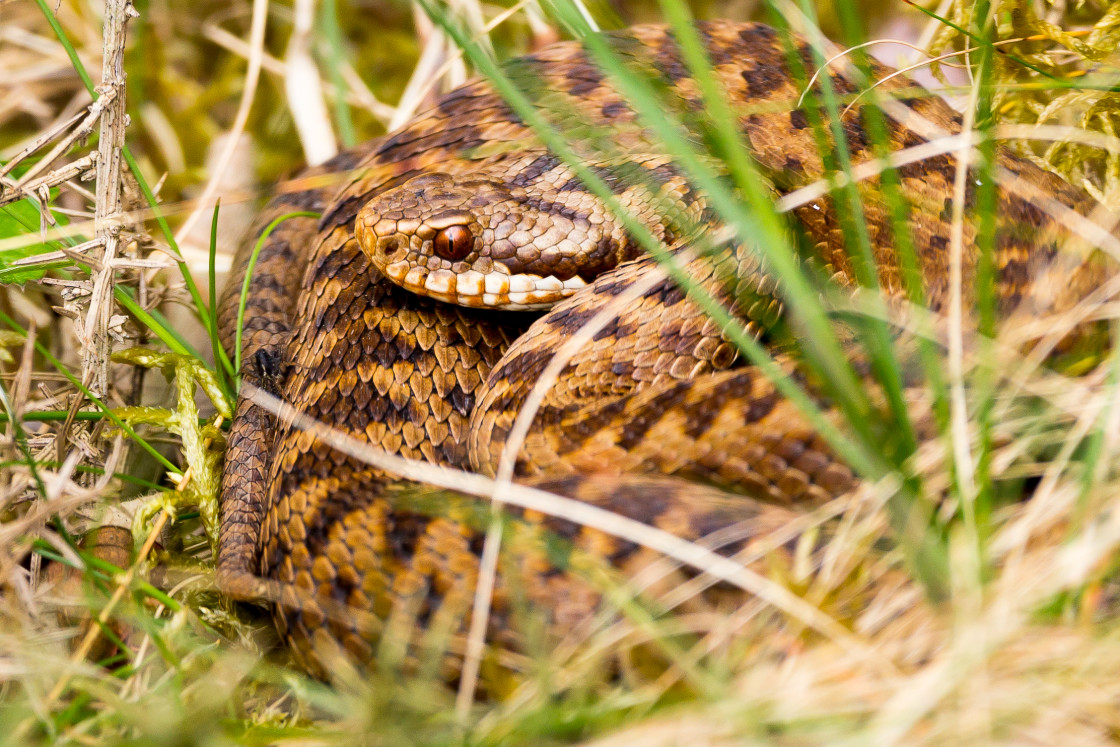 "Female Adder" by Gordon England - $12.56 "Female Adder" stock image