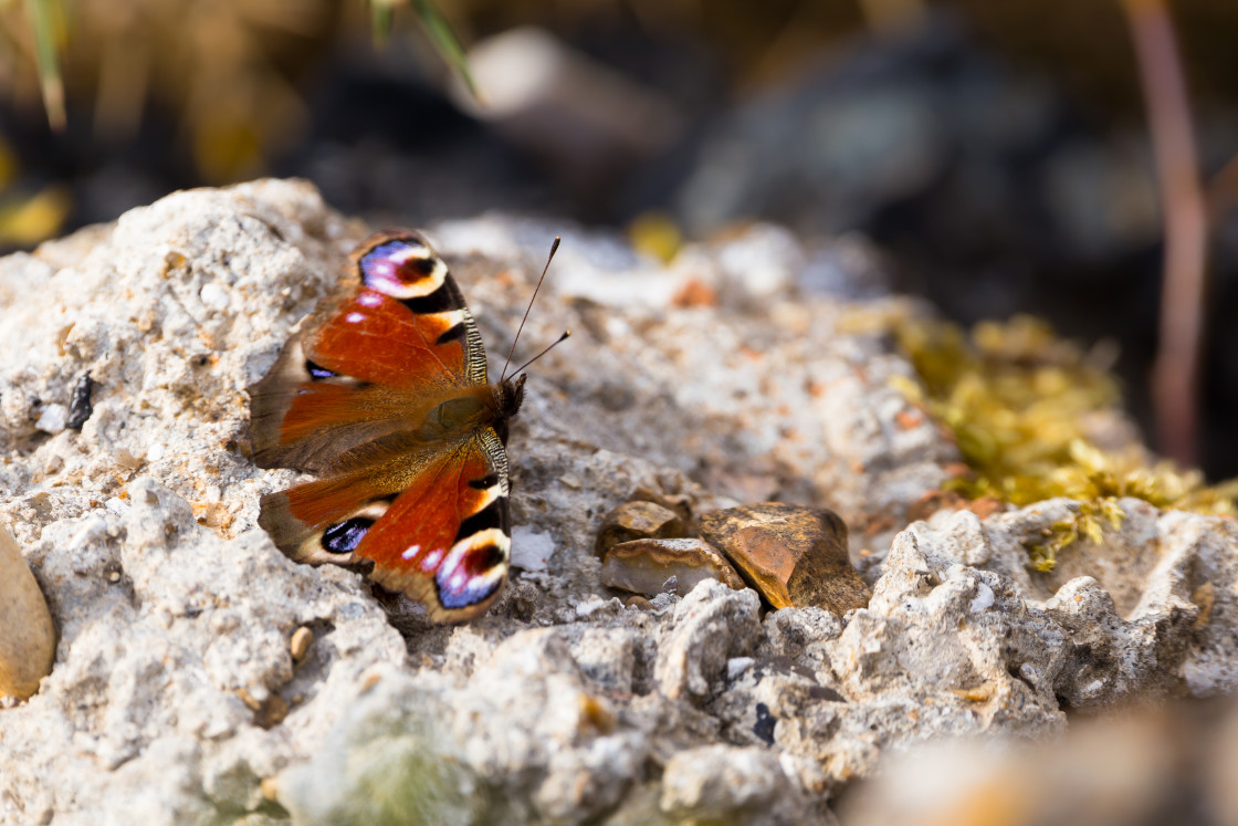 "Peacock Butterfly" by Gordon England - $12.55 "Peacock Butterfly" stock image