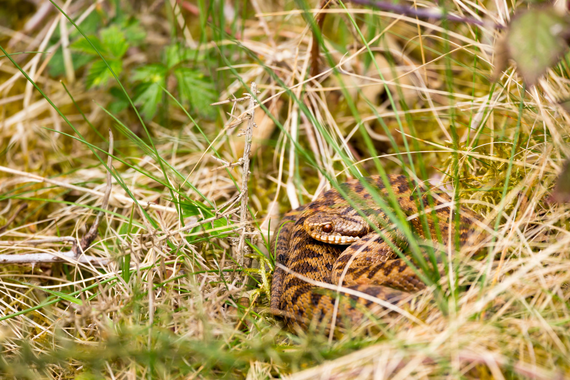 "Female Adder" stock image