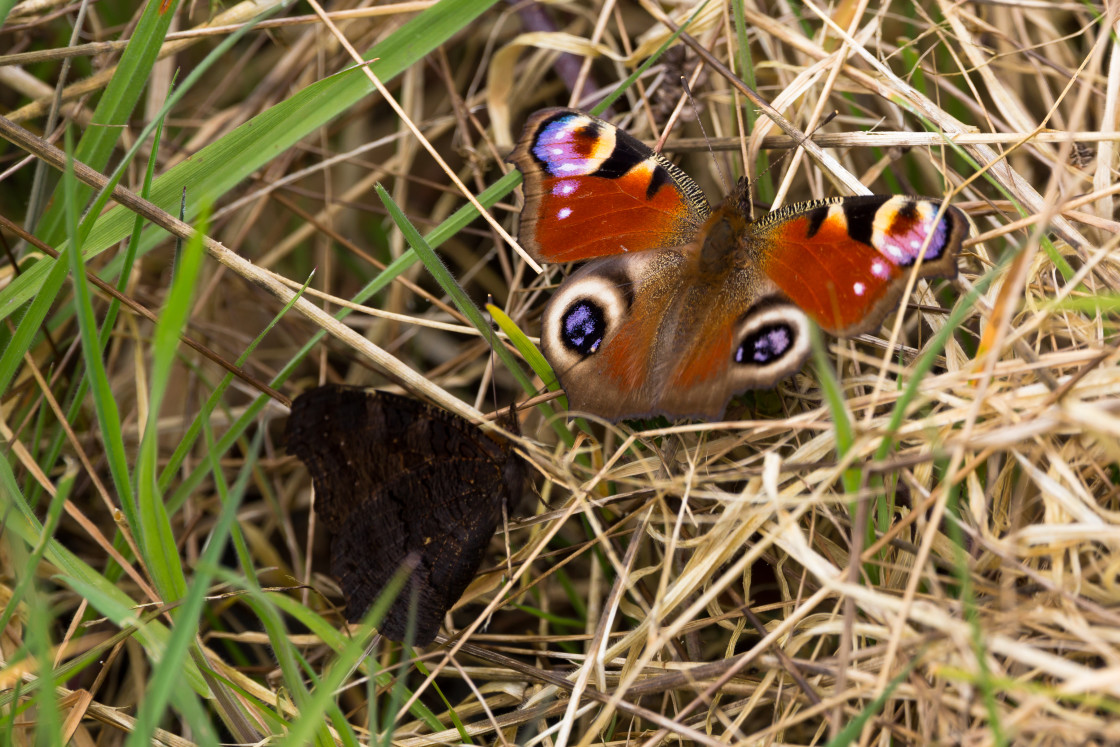 "Peacock Butterflies" stock image