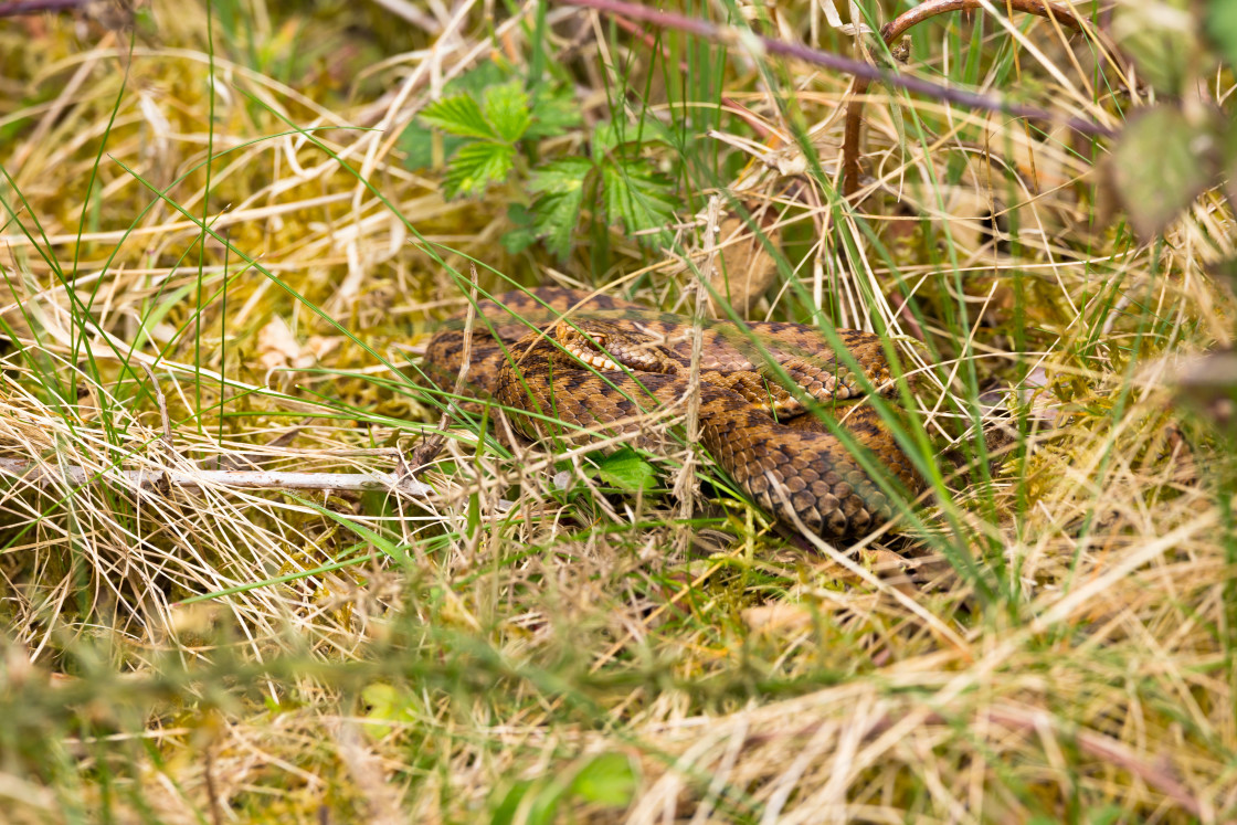 "Snake in the Grass" stock image