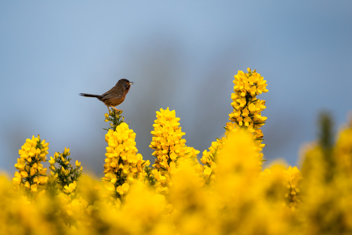 "Dartford Warbler on Gorse" stock image