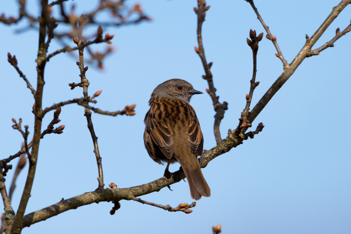 "Dunnock Bird" stock image