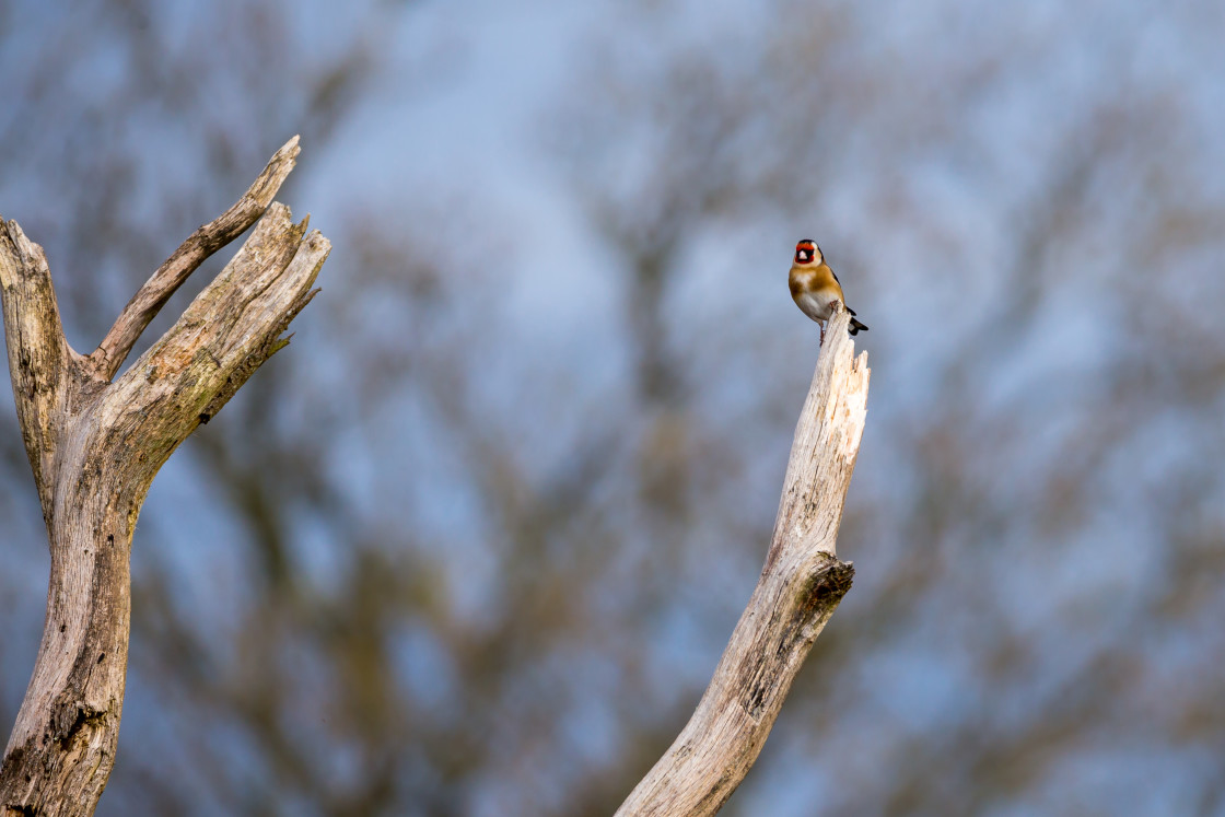 "Goldfinch" by Gordon England - $12.63 "Goldfinch" stock image