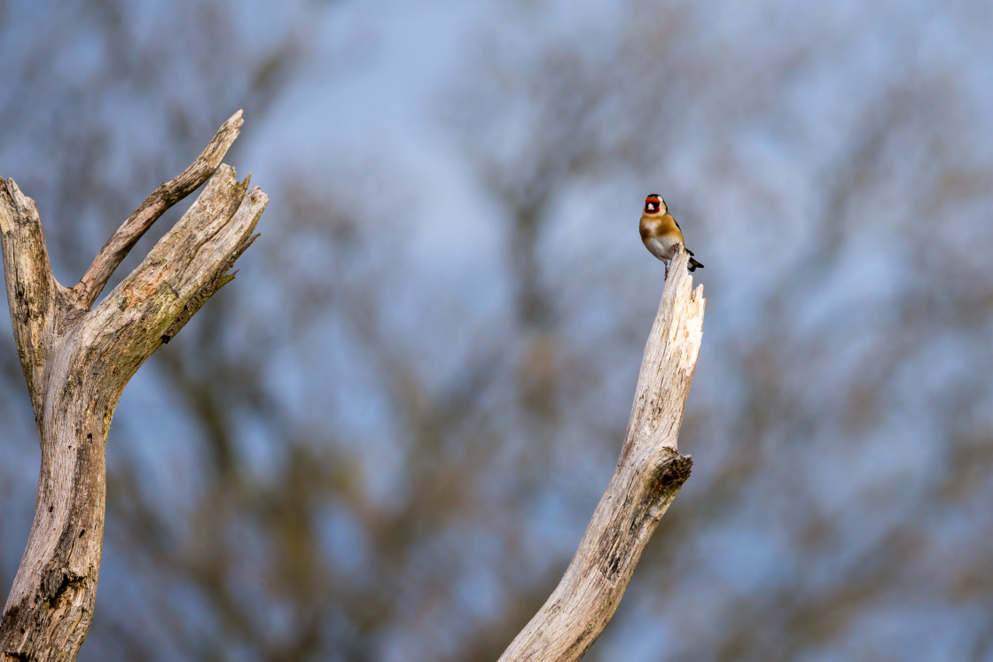 "Goldfinch" stock image