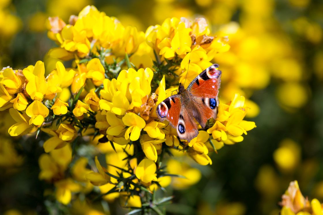 "Peacock Butterfly on Gorse Flower" stock image