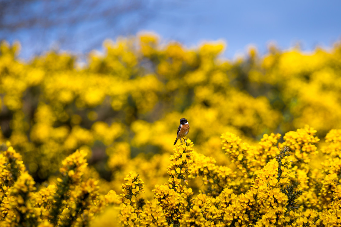 "Stonechat in ablaze of Yellow Flowers" stock image