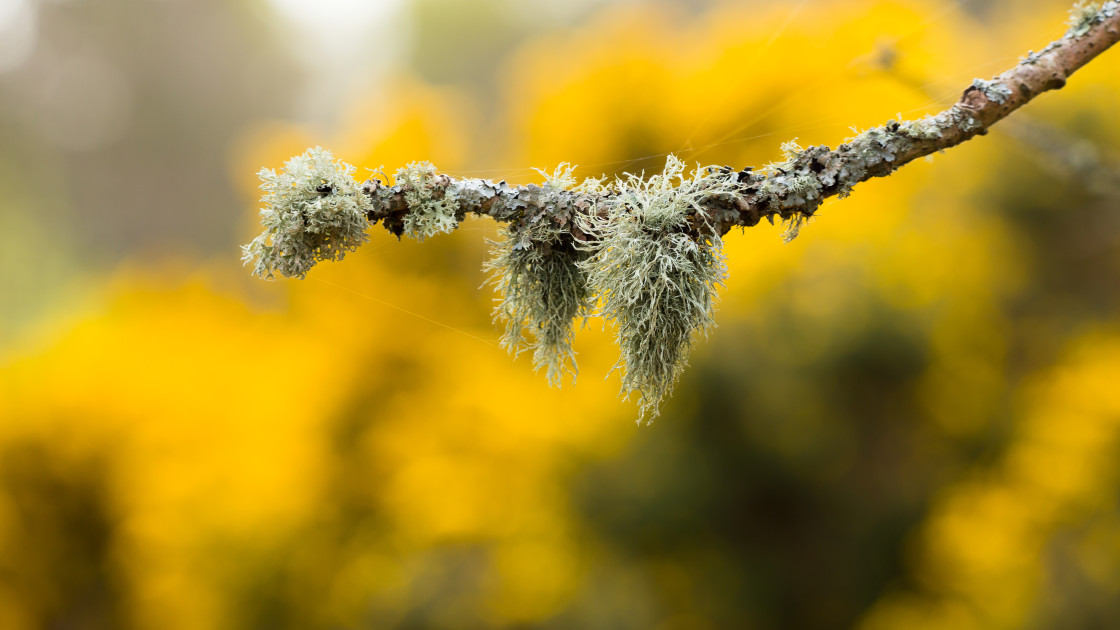 "Oakmoss Lichen" stock image