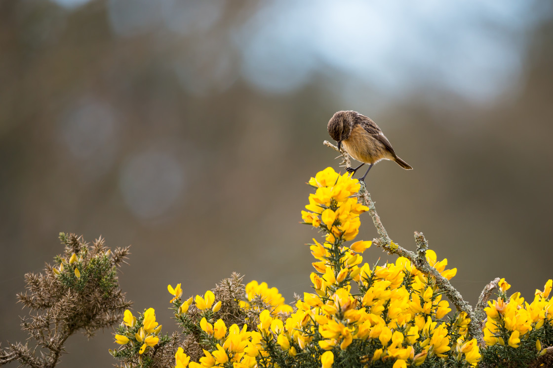 "Stonechat on Gorse" stock image