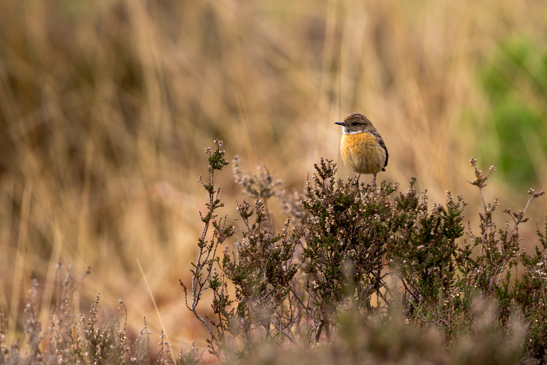 "Stonechat on Heather" by Gordon England - $12.65 "Stonechat on Heather" stock image