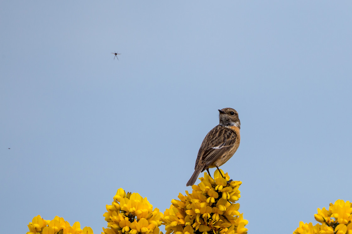 "Stonechat Eying Up Fly" stock image