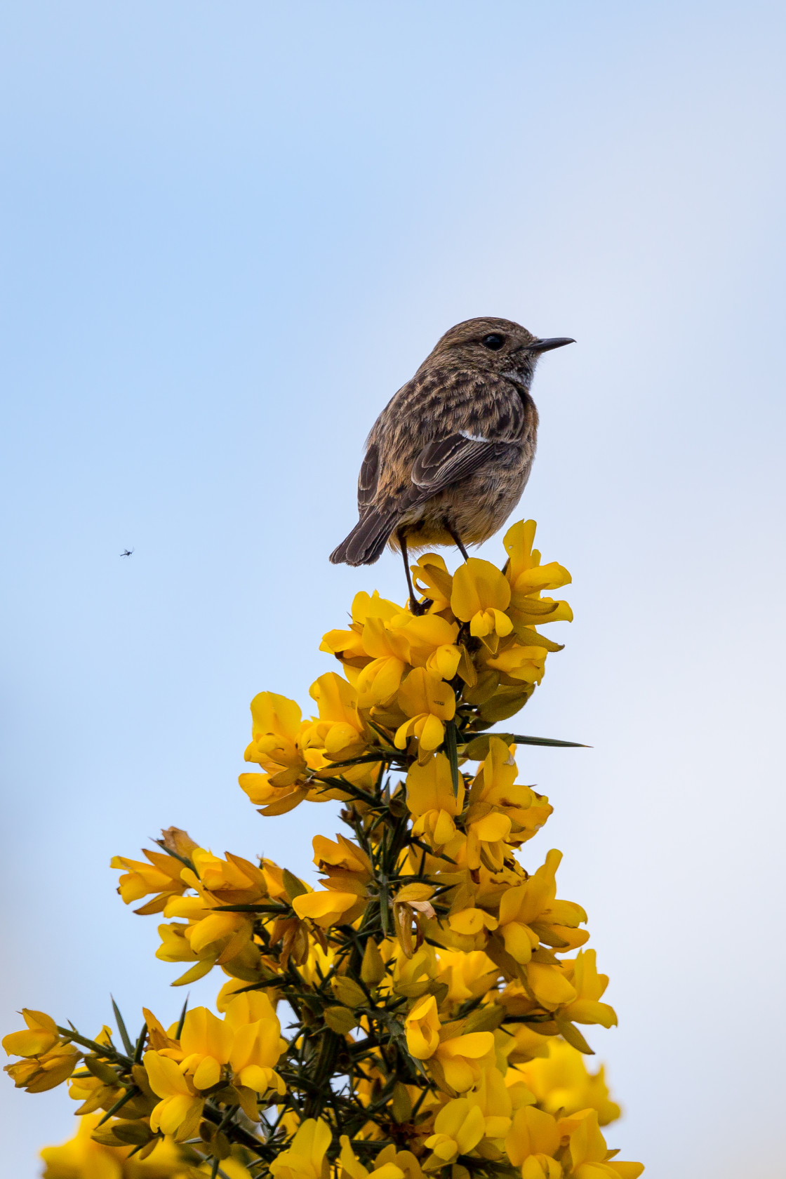 "Female Stonechat on Gorse" stock image