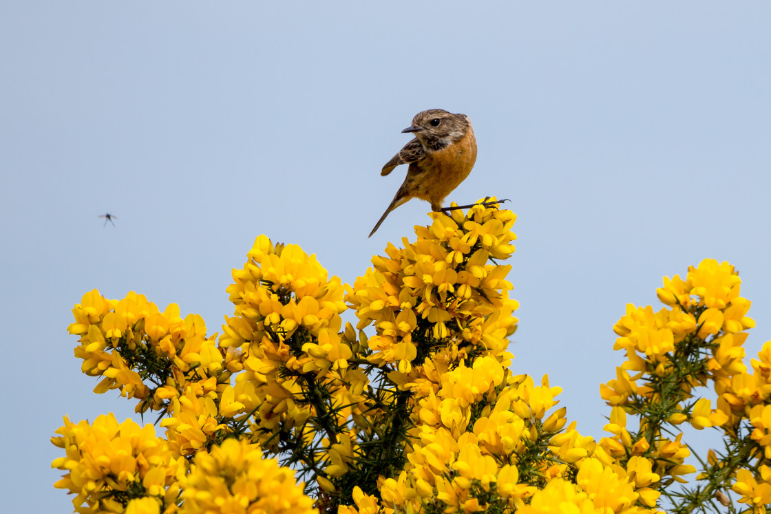 "Stonechat Eying Up Fly" by Gordon England - $12.70 "Stonechat Eying Up Fly" stock image