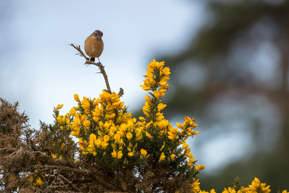"Stonechat on Gorse" by Gordon England - $12.71 "Stonechat on Gorse" stock image