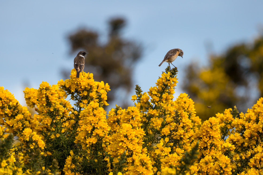 "Stonechats" by Gordon England - $12.63 "Stonechats" stock image